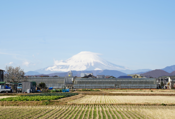 VERY BERRY FARM 湘南平塚　農園前からの富士山